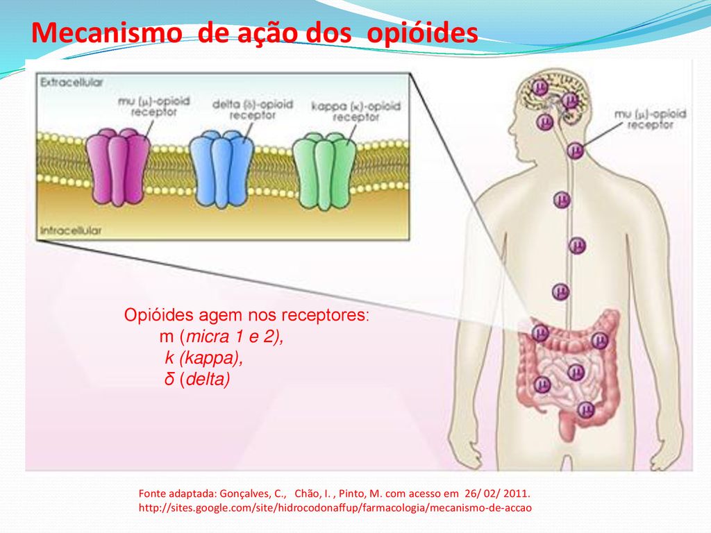 M Dico Intensivista Pedi Trico Hmib Ses Df Ppt Carregar